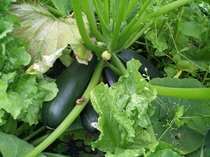 courgette